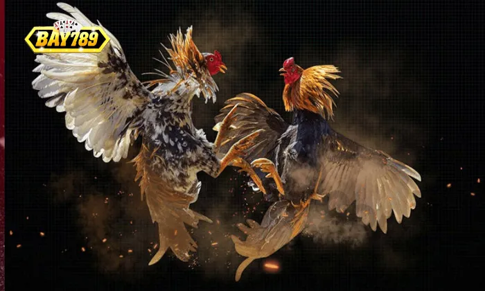 Tham gia Đá Gà Bay789 tiện lợi hơn hình thức truyền thống